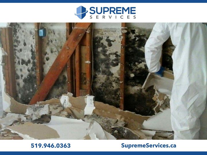Symptoms of a Mold Problem in Your Home