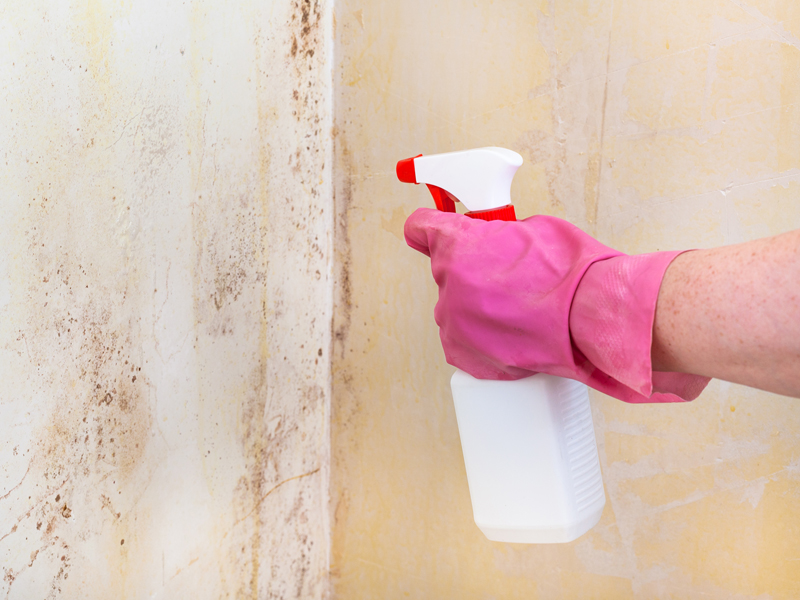 Why You Should Get Help at the Earliest Sign of Mould in Your Home